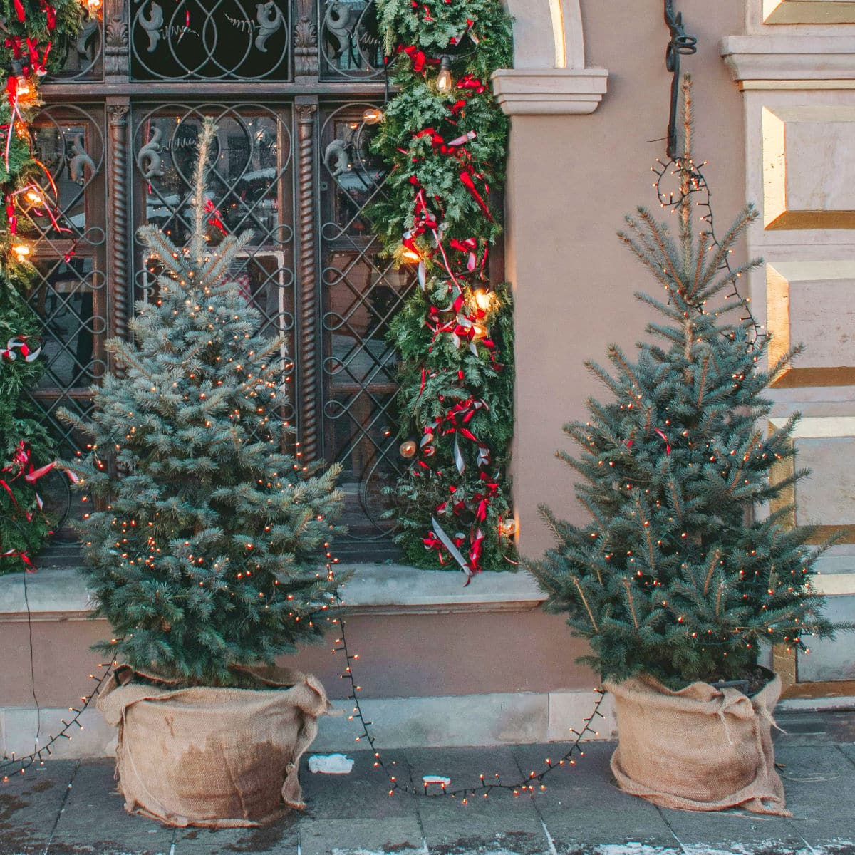 Alternativer Weihnachtsbaum im Topf<br />